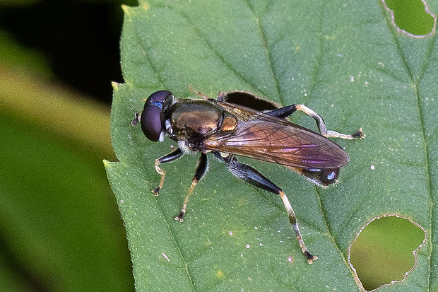 Pestrica ostrôžková, ♂  Xylota segnis (Linnaeus, 1758)