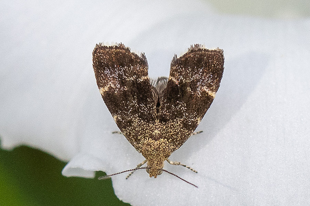 listomôľka fabriciová  Anthophila fabriciana (Linnaeus, 1758)