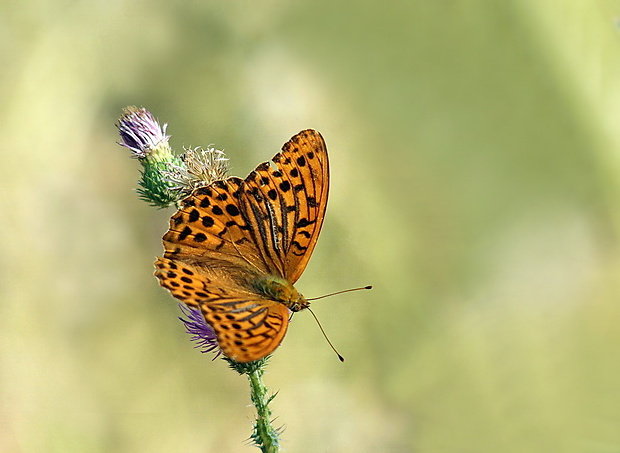 perlovec striebristopásavý Argynnis paphia