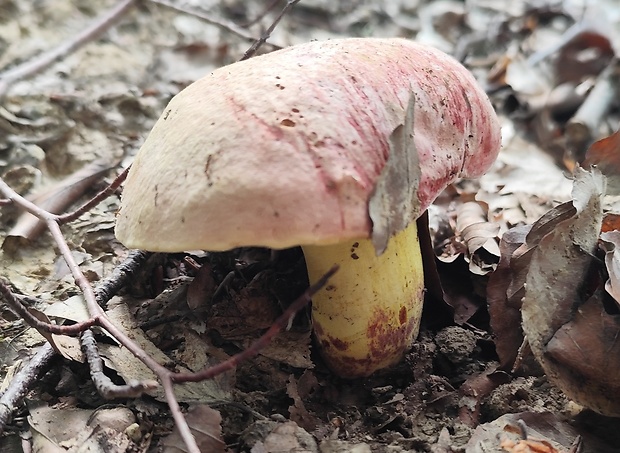 hríb kráľovský Butyriboletus regius (Krombh.) D. Arora & J.L. Frank