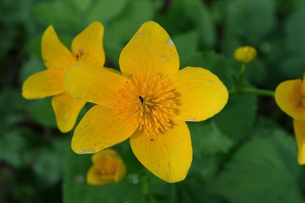 záružlie močiarne Caltha palustris L.