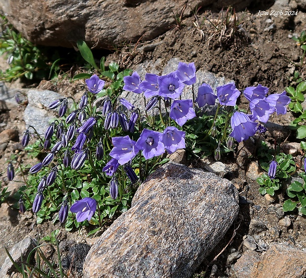 zvonček maličký Campanula cochleariifolia Lam.