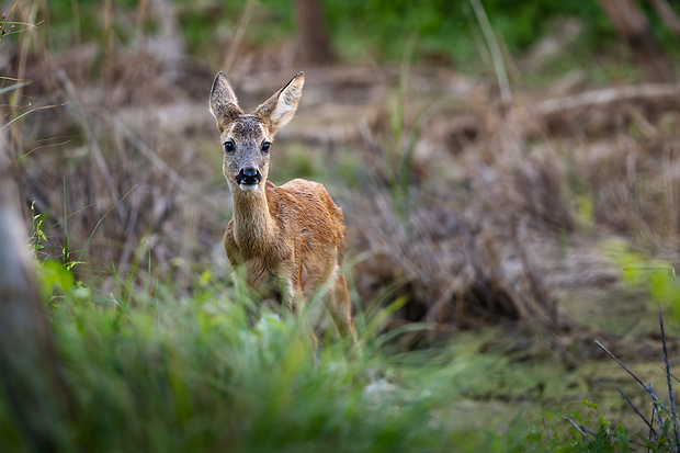 srna lesná Capreolus capreolus