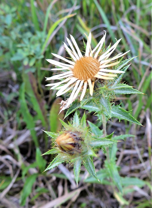 krasovlas obyčajný Carlina vulgaris L.