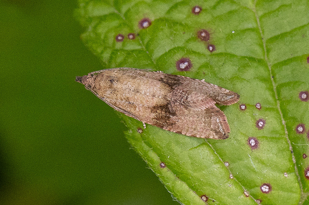 obaľovač púpavový Celypha striana (Denis & Schiffermüller, 1775)