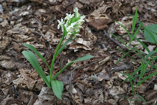 vstavačovec bazový Dactylorhiza sambucina (L.) Soó