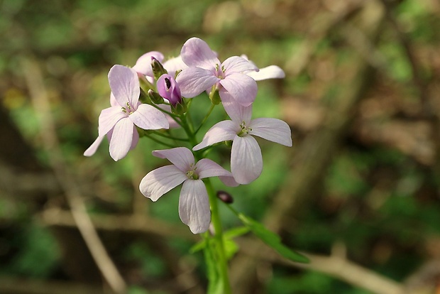 zubačka cibuľkonosná Dentaria bulbifera L.