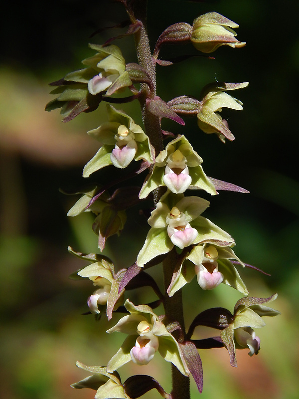 kruštík modrofialový Epipactis purpurata Sm.