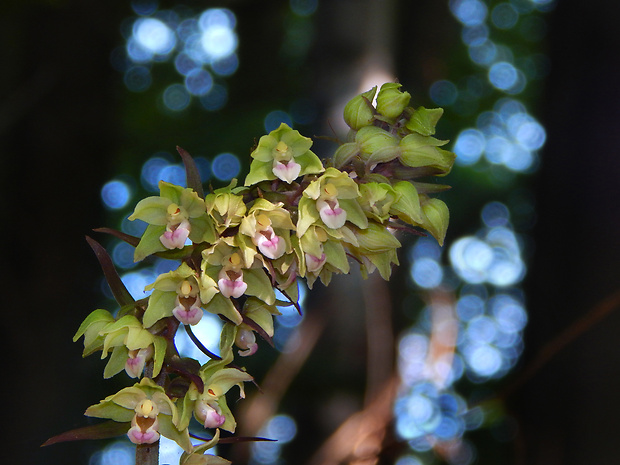 kruštík modrofialový Epipactis purpurata Sm.