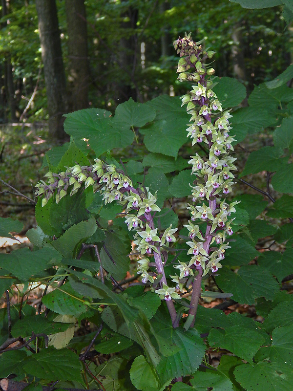 kruštík modrofialový Epipactis purpurata Sm.