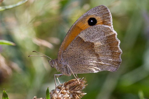 očkáň lúčny ♀ Maniola jurtina (Linnaeus, 1758)