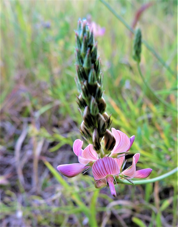 vičenec vikolistý Onobrychis viciifolia Scop.