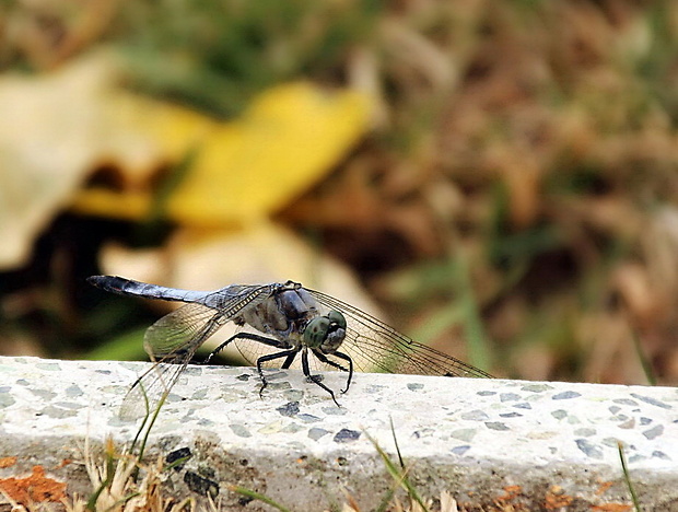 vážka rybničná Orthetrum cancellatum