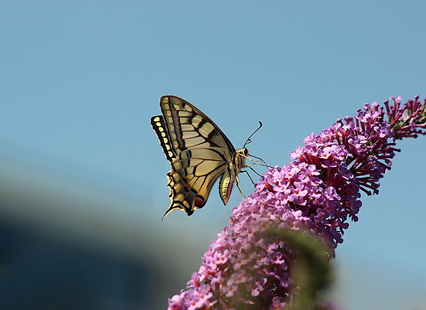 vidlochvost feniklový Papilio machaon