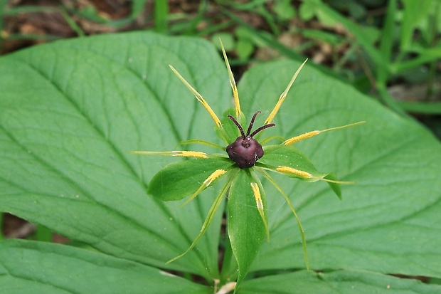 vranovec štvorlistý Paris quadrifolia L.