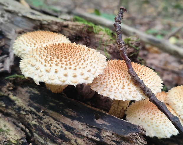 šupinovka šupinatá Pholiota squarrosa (Vahl) P. Kumm.