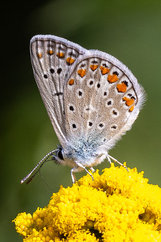 modráčik obyčajný Polyommatus icarus (Rottemburg, 1775)