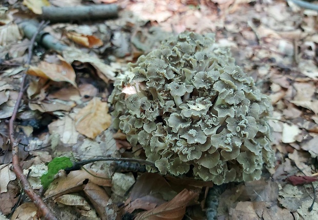 trúdnik klobúčkatý Polyporus umbellatus (Pers.) Fr.