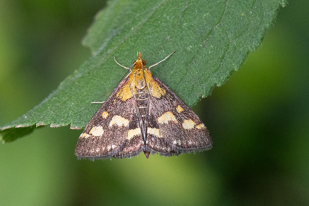 vijačka purpurová  Pyrausta purpuralis (Linnaeus, 1758)