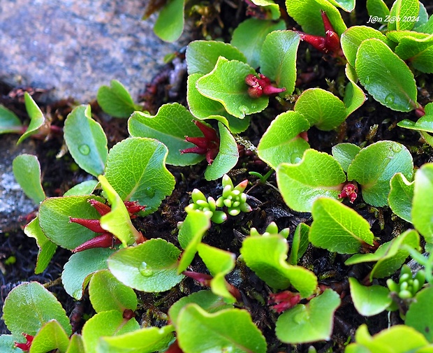 vŕba bylinná Salix herbacea L.