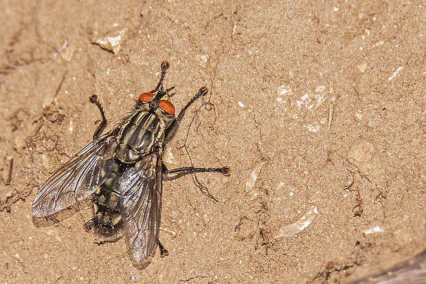 mäsiarka obyčajná ♂ Sarcophaga carnaria  (Linnaeus, 1758)