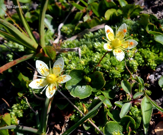 lomikameň machovitý Saxifraga bryoides L.