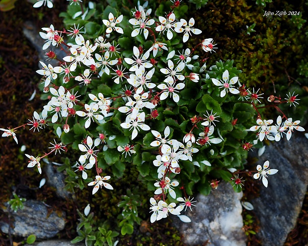 lomikameň Saxifraga stellaris L.