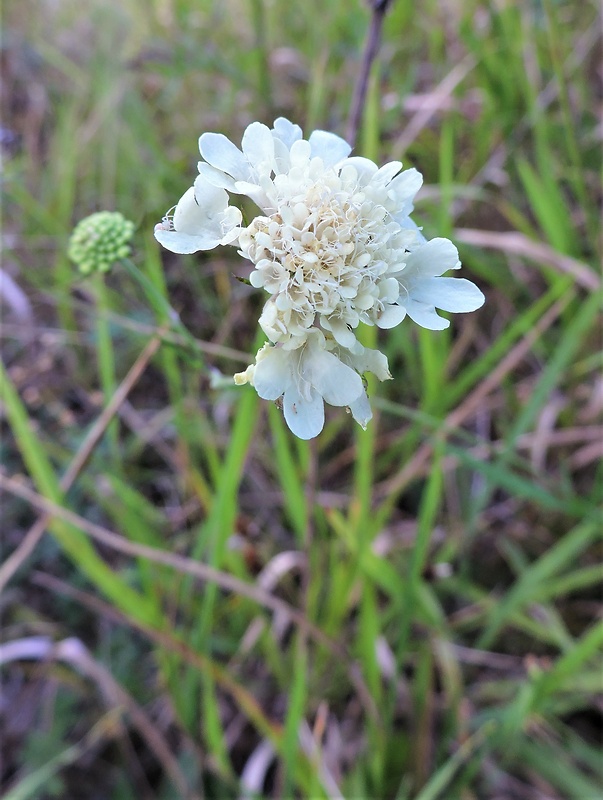 hlaváč žltkastý Scabiosa ochroleuca L.