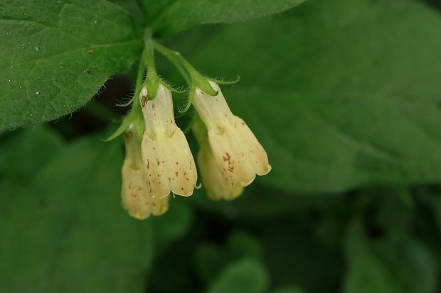 kostihoj hľuznatý Symphytum tuberosum L.