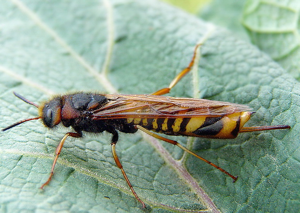 pilovka listnáčová ♀ Tremex fuscicornis (Fabricius, 1787)