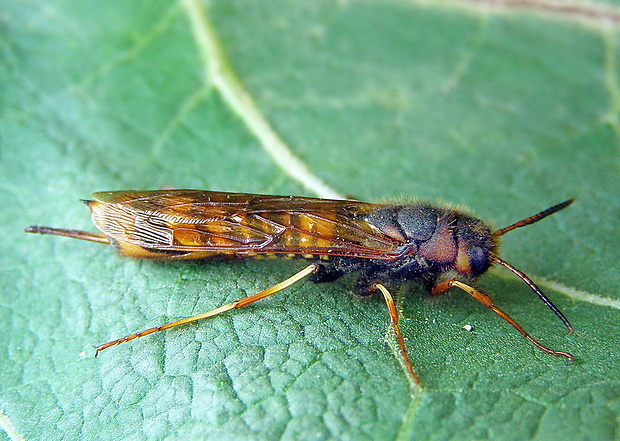 pilovka listnáčová ♀ Tremex fuscicornis (Fabricius, 1787)