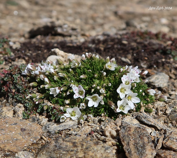 piesočnica Arenaria biflora L.