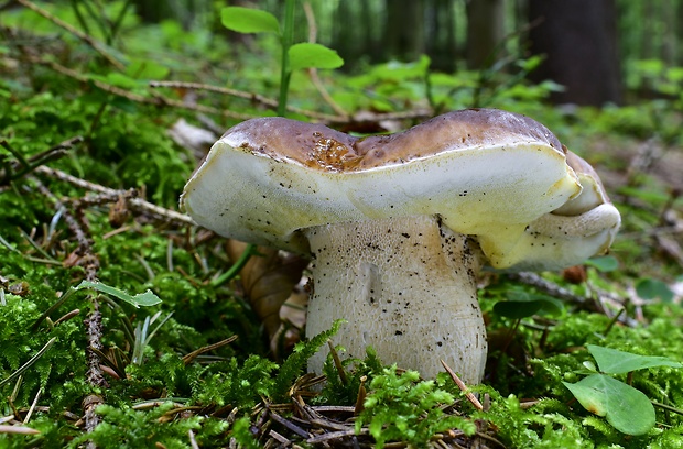 hríb smrekový Boletus edulis Bull.