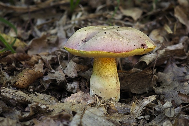 hríb nádherný Butyriboletus fuscoroseus (Smotl.) Vizzini & Gelardi