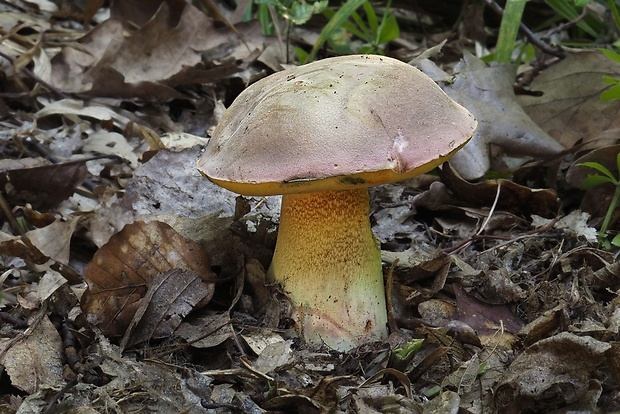 hríb nádherný Butyriboletus fuscoroseus (Smotl.) Vizzini & Gelardi