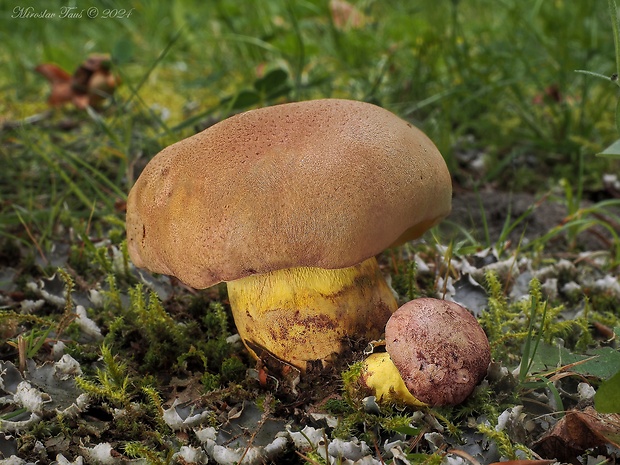 hríb kráľovský Butyriboletus regius (Krombh.) D. Arora & J.L. Frank