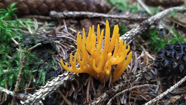 parôžkovec lepkavý Calocera viscosa (Pers.) Fr.