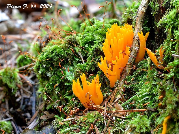 parôžkovec lepkavý Calocera viscosa (Pers.) Fr.