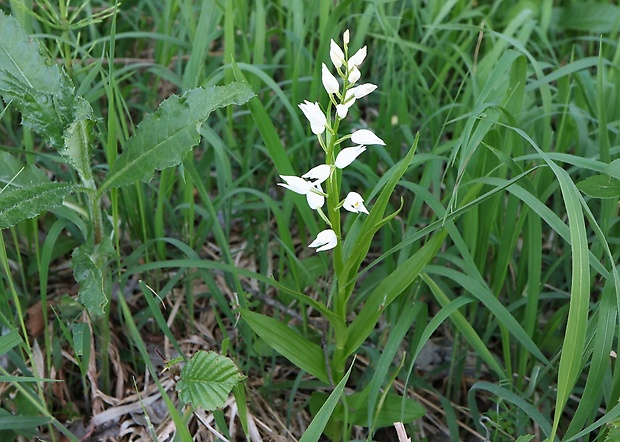 prilbovka dlholistá Cephalanthera longifolia (L.) Fritsch