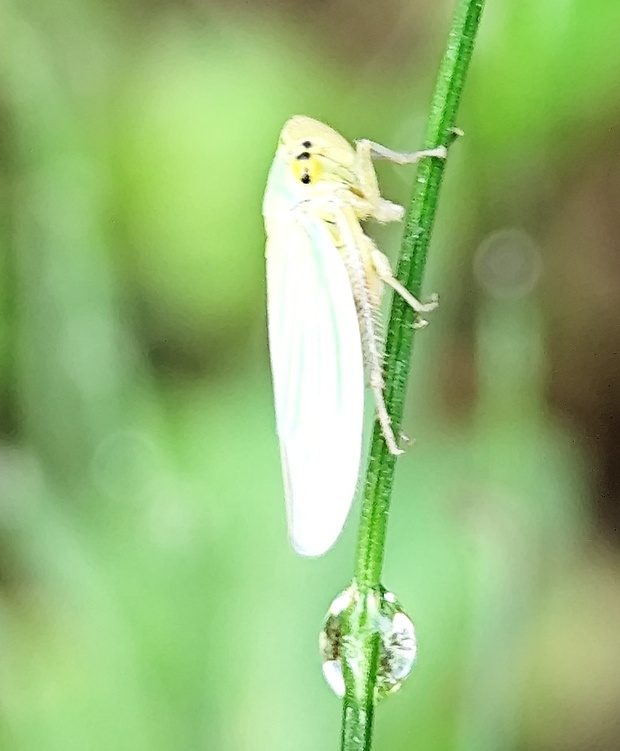 cikádka zelená? Cicadella viridis