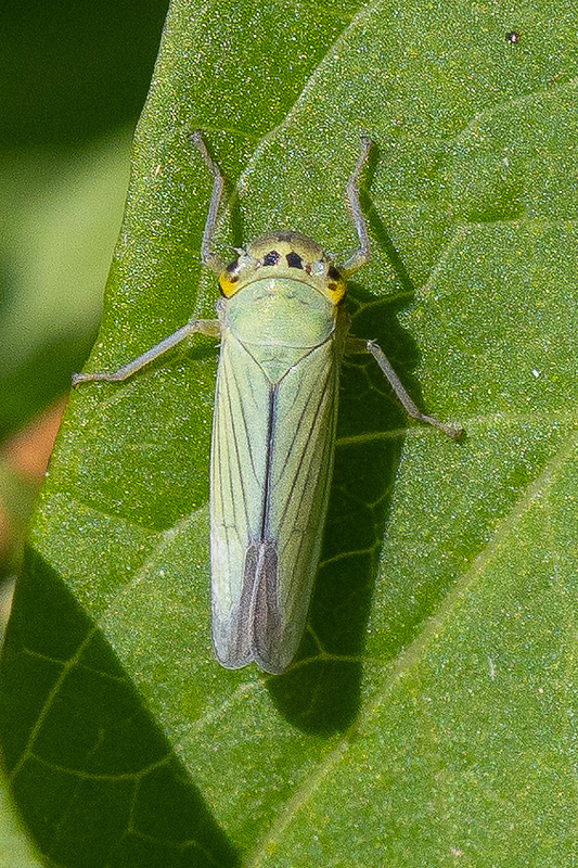 cikádka zelená  Cicadella viridis (Linnaeus, 1758)