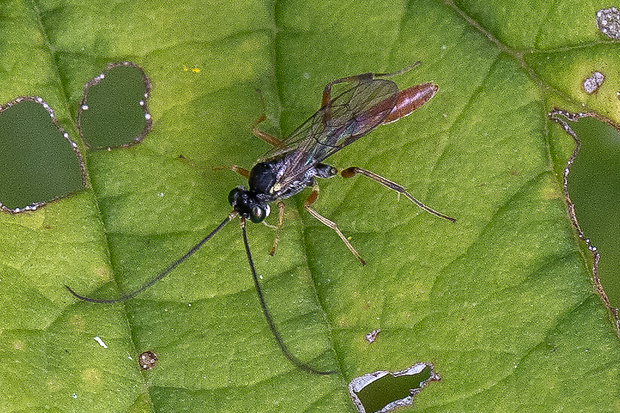 Lumok Cryptinae sp.,