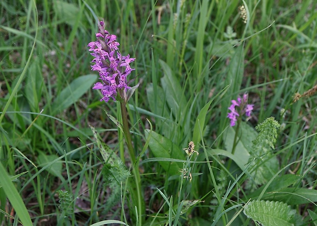 vstavačovec májový pravý Dactylorhiza majalis subsp. majalis (Reincherb.) Hunt & Summerh.