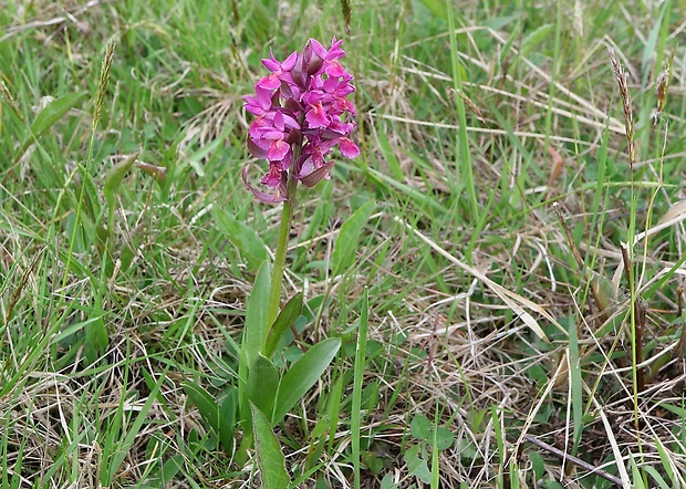 vstavačovec bazový Dactylorhiza sambucina (L.) Soó