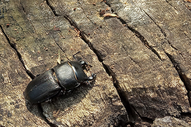 roháčik obyčajný  Dorcus parallelopipedus