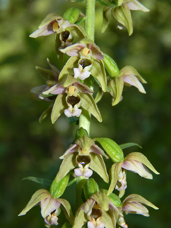 kruštík Epipactis sp.