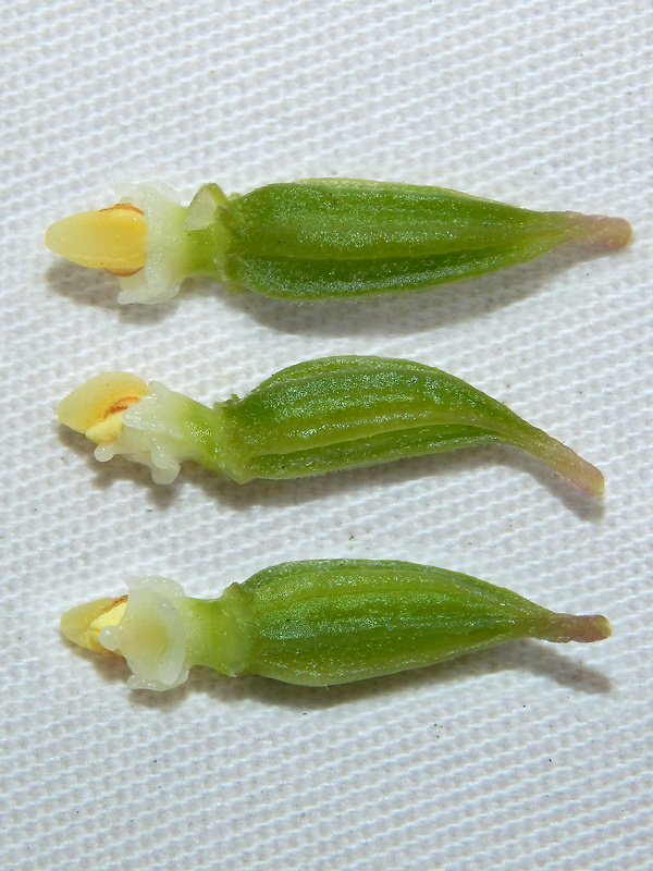 kruštík Epipactis sp.