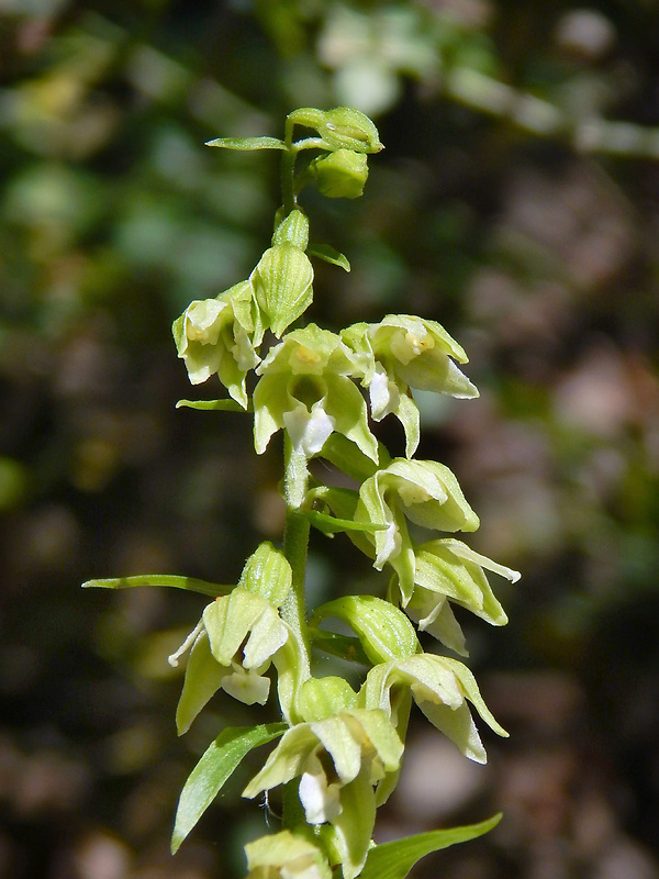 kruštík tallošov Epipactis tallosii Molnár et Robatsch