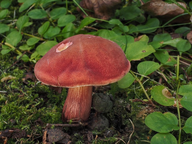 suchohríb karmínový Hortiboletus rubellus (Krombh.) Simonini, Vizzini & Gelardi