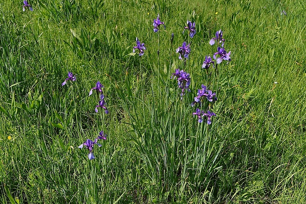 kosatec sibírsky Iris sibirica L.